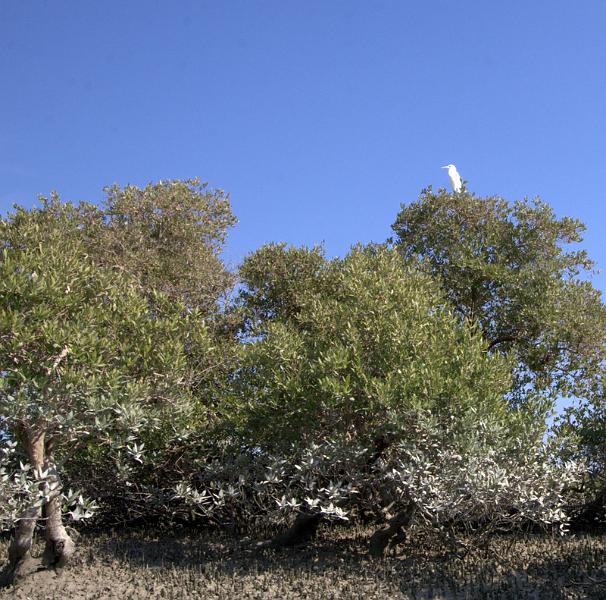IMG_6666.CR2.jpg